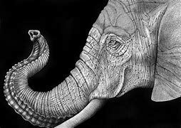 Image result for Pen and Ink Drawings of Animals