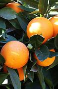 Image result for Sweet Orange Tree