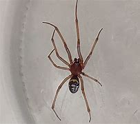 Image result for Steatoda Grossa Spider