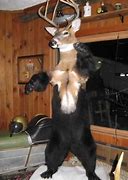 Image result for Botched Taxidermy Meme