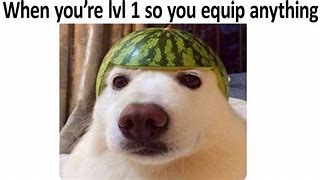 Image result for Dog Helmet Meme