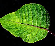 Image result for Leaf JPEG