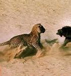 Image result for Animal Fighting Styles