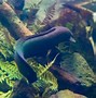 Image result for fresh water eels
