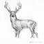 Image result for Whitetail Deer Drawing