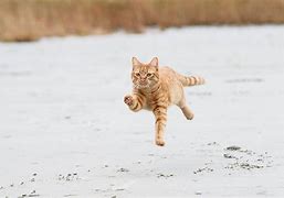 Image result for run cats memes templates