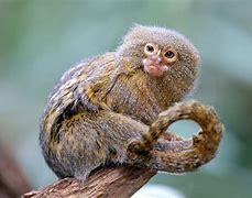 Image result for Small Animals