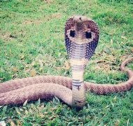 Image result for Cobra Animal