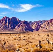 Image result for Mojave Desert Arizona