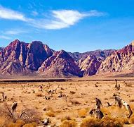 Image result for Climate of the Mojave Desert