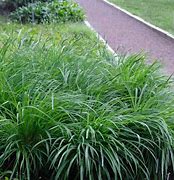 Image result for Carex morrowii Irish Green