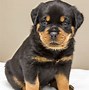 Image result for Wallpaper Rottweiler for Nokia Lumia 1320