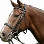 Image result for Horse Dressage Bridle