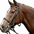 Image result for Kimblewick Bridles On Horses