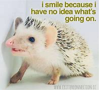 Image result for Funny Hedgehog Memes