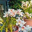 Image result for Annual Flower Pot Ideas