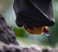 Image result for Golden Crown Bat