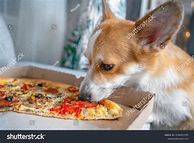 Image result for A Dog Eating at Pizza Hut
