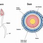 Image result for Zygote