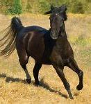 Image result for Caspian Horse