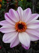 Image result for Dahlia Bishop of Leicester