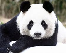 Image result for Giant Panda Zoo