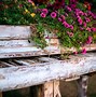 Image result for Narrow Flower Bed Ideas