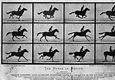 Image result for Horse Running Slow-Motion