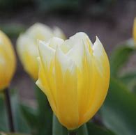 Image result for Tulipa Sweetheart