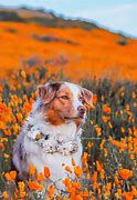 Image result for Dog Floral