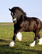 Image result for Irish Draft Horse Breeds