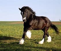 Image result for Small Draft Horses