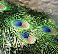 Image result for Feather Single Blue