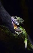 Image result for A Dragon Lizard Background Images