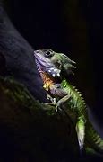 Image result for Forest Dragon Lizard