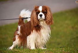 Image result for What Is a Cavalier