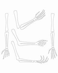 Image result for Skeleton Arms Printable