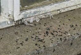 Image result for Bat Poop in Back Yard