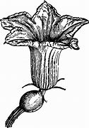 Image result for Squash Flower Clip Art Black and White