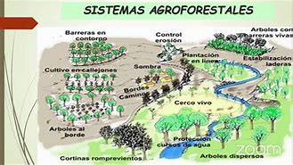 Image result for agrogorestal