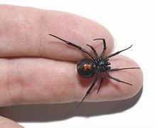 Image result for Black Widow Fangs