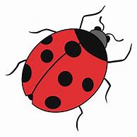 Image result for Lady Bug Drawing Page