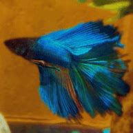 Image result for Blue Betta Fish iPhone Wallpaper