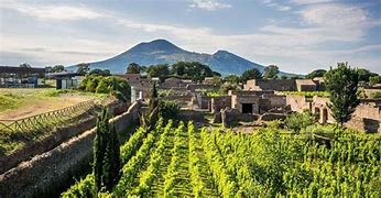 Image result for Pompeii Vineyard Remains
