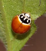 Image result for "lady-beetle-cycloneda"