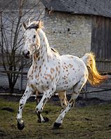 Image result for Buckskin Appaloosa Horse
