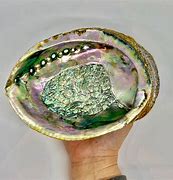Image result for Large Abalone Shell