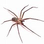 Image result for Wolf Spider Brown Recluse