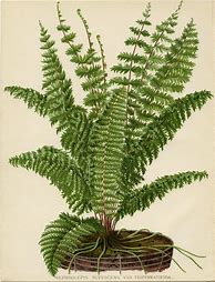 Image result for Botanical Fern Prints
