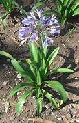 Image result for Agapanthus Intermedia